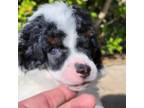 Mutt Puppy for sale in Dallas, TX, USA