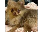 Pomeranian Puppy for sale in Detroit, MI, USA