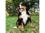 Bernese Mountain Dog Puppy for sale in California, MO, USA