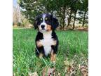 Bernese Mountain Dog Puppy for sale in California, MO, USA