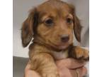 Dachshund Puppy for sale in Buffalo, MO, USA