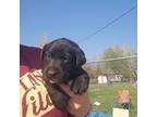 Labrador Retriever Puppy for sale in Choteau, MT, USA