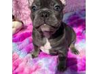 French Bulldog Puppy for sale in Bluefield, WV, USA
