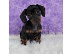 Dachshund Puppy for sale in Boyden, IA, USA