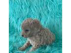 Poodle (Toy) Puppy for sale in Raleigh, NC, USA