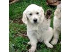 Golden Retriever Puppy for sale in Bridgewater, SD, USA