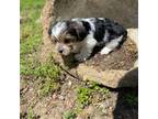 Yorkshire Terrier Puppy for sale in Memphis, TN, USA