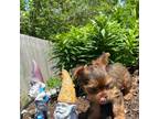 Yorkshire Terrier Puppy for sale in Memphis, TN, USA