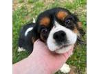 Cavalier King Charles Spaniel Puppy for sale in Chouteau, OK, USA