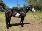 8 Year Old 16 Hand Quarter Draft Cross Paint Gelding