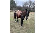 8yr old Quarter Horse - Morgan