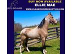 Buckskin Tobiano Mare