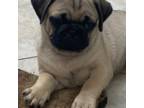 Pug Puppy for sale in Dothan, AL, USA