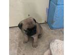 Pug Puppy for sale in Dothan, AL, USA