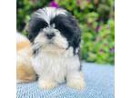 Shih Tzu Puppy for sale in Fresno, CA, USA