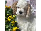 Cocker Spaniel Puppy for sale in Andover, MN, USA