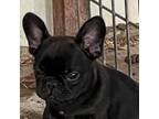 French Bulldog Puppy for sale in Rio Vista, TX, USA