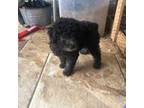 Poodle (Toy) Puppy for sale in Wilmer, AL, USA