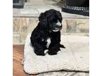 Cavalier King Charles Spaniel Puppy for sale in Fritch, TX, USA