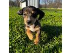 Dachshund Puppy for sale in Hillsboro, IA, USA