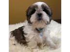 Shih Tzu Puppy for sale in Downey, CA, USA