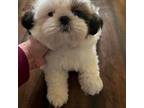 Shih Tzu Puppy for sale in Downey, CA, USA
