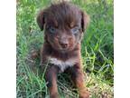 Miniature Australian Shepherd Puppy for sale in Canton, TX, USA