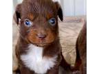 Miniature Australian Shepherd Puppy for sale in Canton, TX, USA