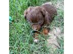 Miniature Australian Shepherd Puppy for sale in Canton, TX, USA