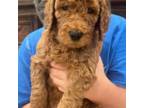 Goldendoodle Puppy for sale in Diamond Bar, CA, USA