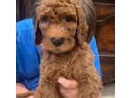 Goldendoodle Puppy for sale in Diamond Bar, CA, USA