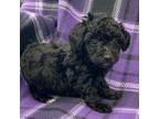Poodle (Toy) Puppy for sale in Sweetwater, TN, USA