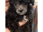 Black with white toy Poodle