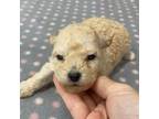 Cream Toy Poodle puppy