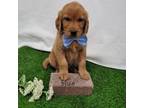 Golden Retriever Puppy for sale in Arcola, IL, USA