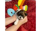 Shih Tzu Puppy for sale in Killeen, TX, USA