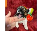 Shih Tzu Puppy for sale in Killeen, TX, USA