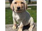 Labrador Retriever Puppy for sale in Martinsville, MO, USA
