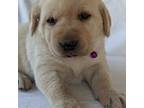 Labrador Retriever Puppy for sale in Martinsville, MO, USA