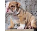 Bulldog Puppy for sale in Rogersville, MO, USA