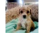 Shih-Poo Puppy for sale in Alvord, IA, USA