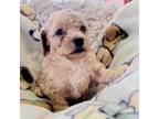 Shih-Poo Puppy for sale in Alvord, IA, USA