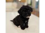 Poodle (Toy) Puppy for sale in Newnan, GA, USA