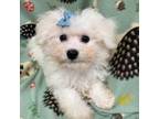 Bichon Frise Puppy for sale in Magnolia, TX, USA