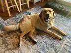 Samson, Labrador Retriever For Adoption In Amherst, New York