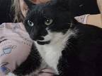 Mousse, Domestic Shorthair For Adoption In Glendale, Arizona