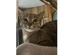 Escape, Tabby For Adoption In Toronto, Ontario