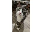 Ronald, Domestic Shorthair For Adoption In Toronto, Ontario