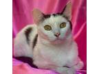 Dutchess, Turkish Van For Adoption In Rowland Heights, California