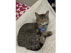 Jerry, Domestic Shorthair For Adoption In Arlington, Virginia